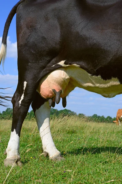 Udder Młodej Krowy — Zdjęcie stockowe