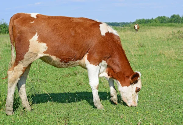 Calf Grazing Summer Pasture — Stok fotoğraf