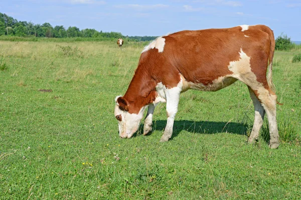 Calf Grazing Summer Pasture — Stockfoto