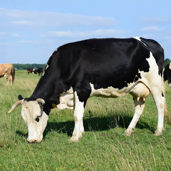 Kuh Auf Einer Sommerweide — Stockfoto