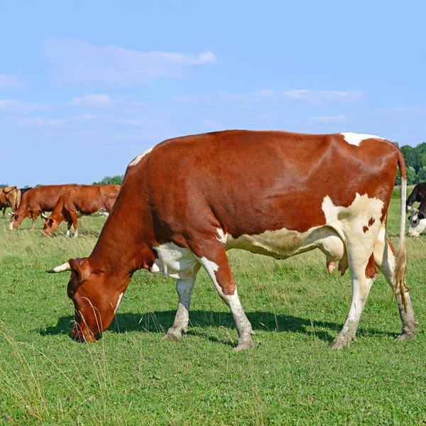 Tehenek Nyári Legelőn — Stock Fotó