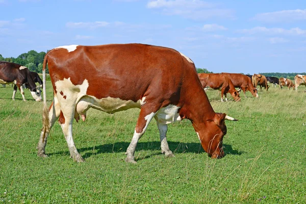 Las Vacas Pasto Verano —  Fotos de Stock