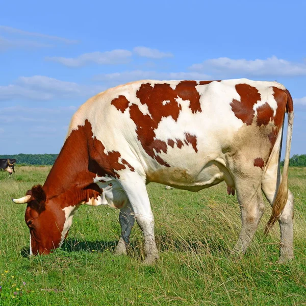 Vaca Pasto Verão — Fotografia de Stock