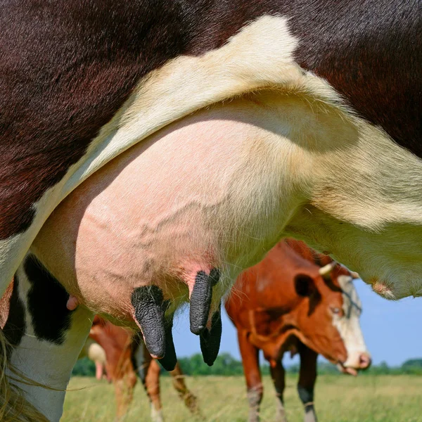 Udder Una Vaca Joven —  Fotos de Stock