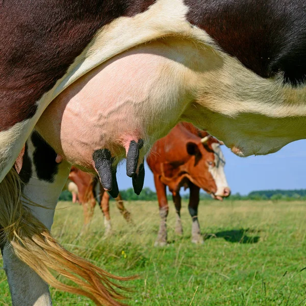 Udder Una Vaca Joven —  Fotos de Stock