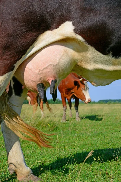 Udder Mladé Krávy — Stock fotografie