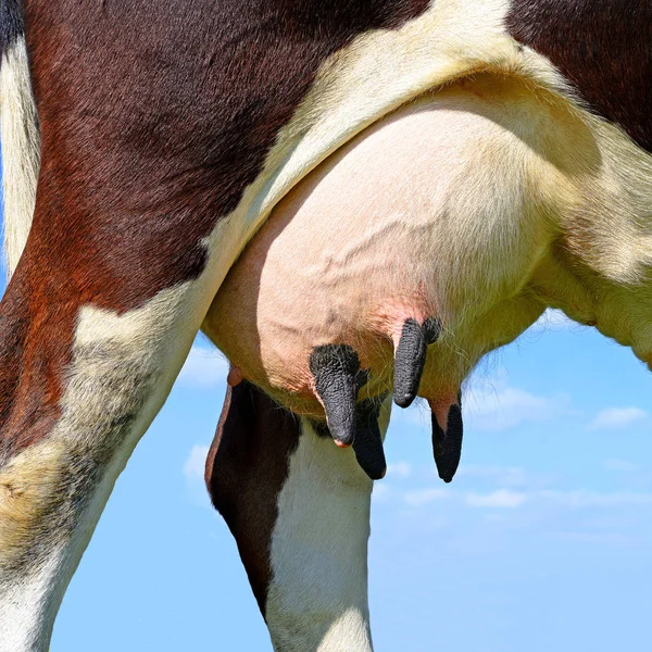 Udder Young Cow — Stock Photo, Image