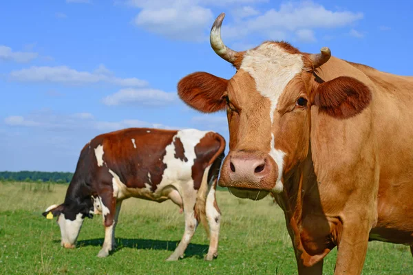Корови Літньому Пасовищі — стокове фото