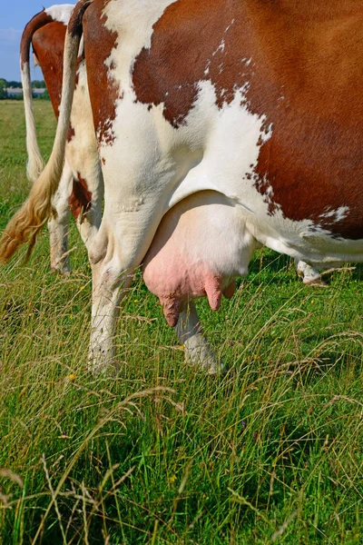 Udder Uma Vaca Close — Fotografia de Stock