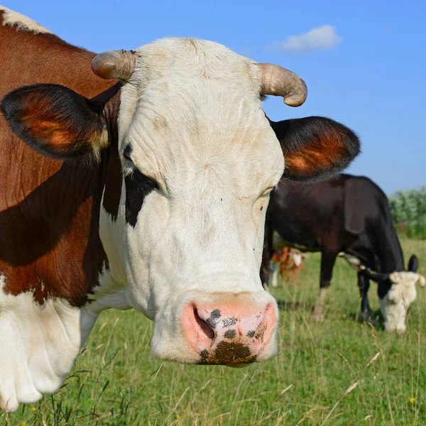 Vaca Pasto Verão — Fotografia de Stock