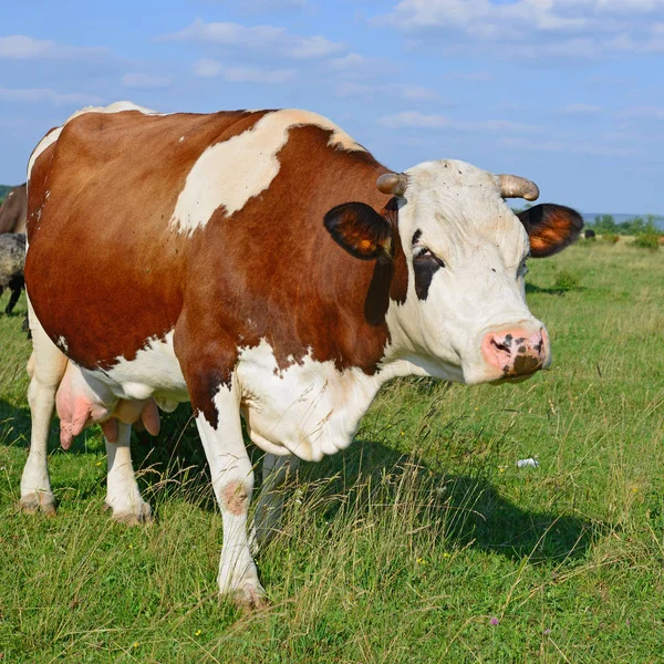 Kuh Auf Einer Sommerweide — Stockfoto