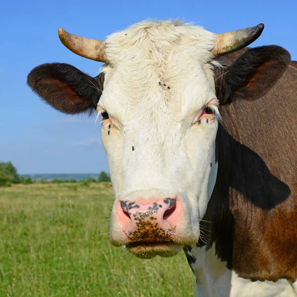 Vaca Pasto Verão — Fotografia de Stock