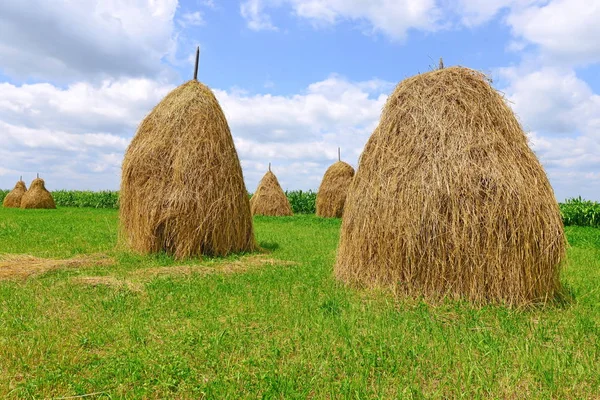 Feno Pilhas Uma Paisagem Rural Verão — Fotografia de Stock