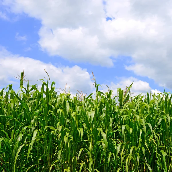 Campo Mais Contro Cielo Blu — Foto Stock