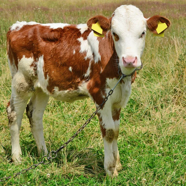 Cute Calf Summer Pasture — Stock Photo, Image