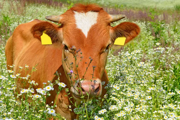 Cute Calf Summer Pasture — 스톡 사진