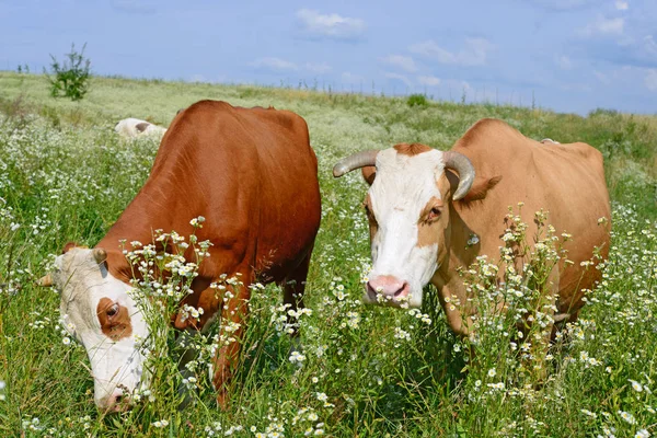 Cows Summer Pasture Sunny Day — Fotografia de Stock