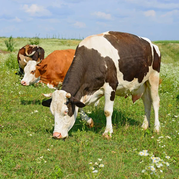 Koeien Een Zomerweide — Stockfoto