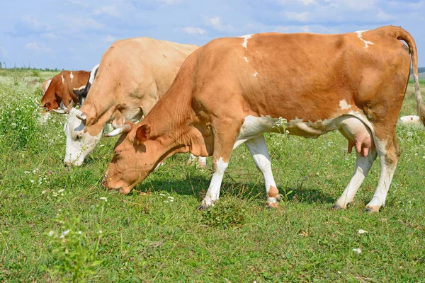 Tehenek Nyári Legelőn — Stock Fotó