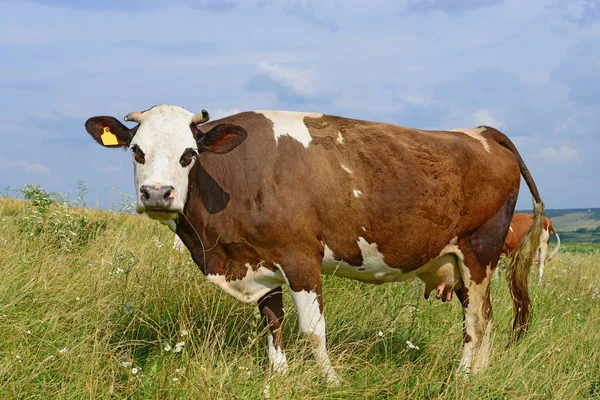 Cow Summer Pasture Sunny Day — Stock Photo, Image