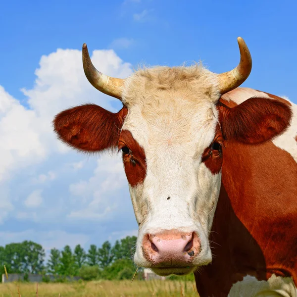 Nahaufnahme Einer Niedlichen Kuh Auf Der Wiese — Stockfoto