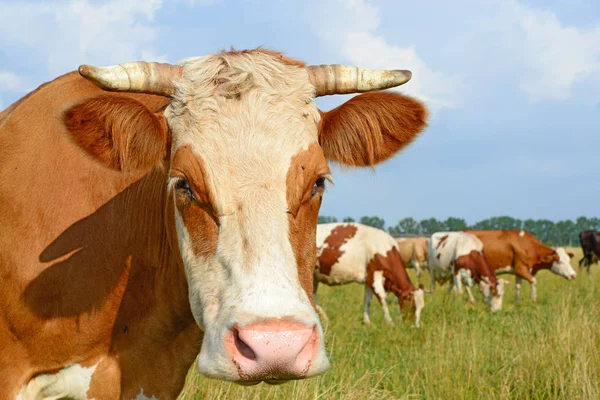 Krowy Letnich Pastwiskach — Zdjęcie stockowe