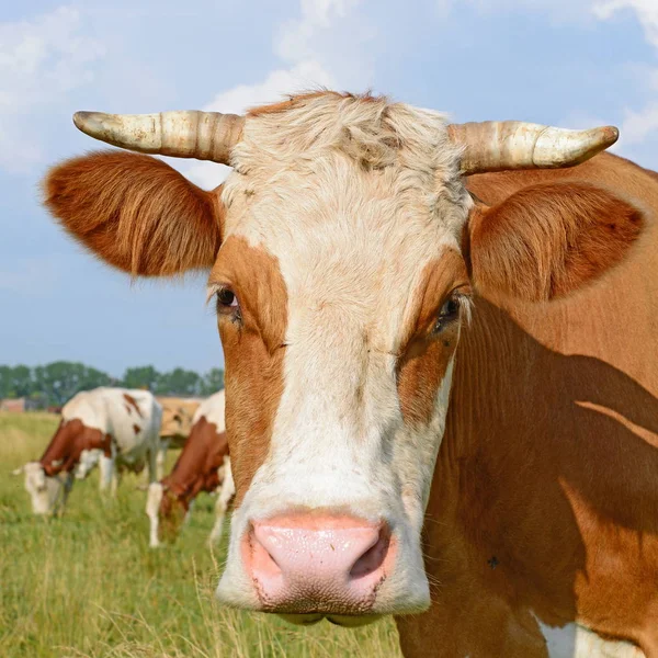 Las Vacas Pasto Verano — Foto de Stock