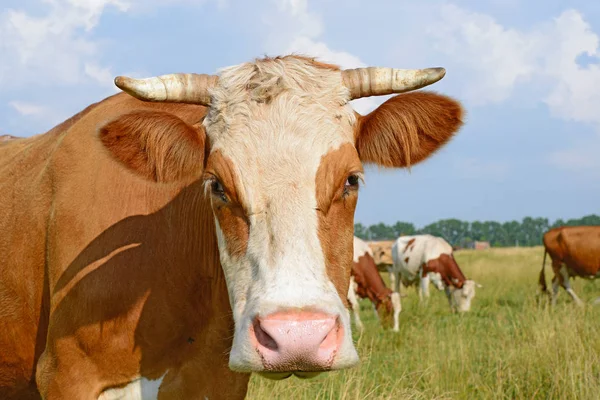 Tehenek Nyári Legelőn — Stock Fotó