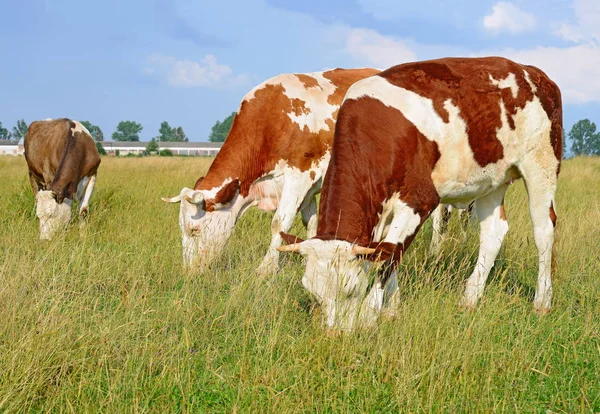 Tehenek Nyári Legelőn — Stock Fotó