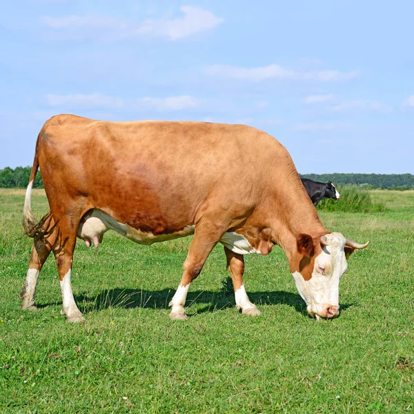 Cow Summer Pasture Stock Image