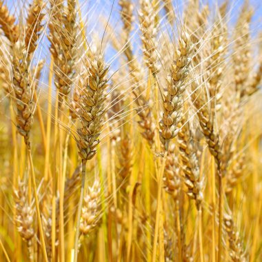 Kırsal manzara alanında tahıl