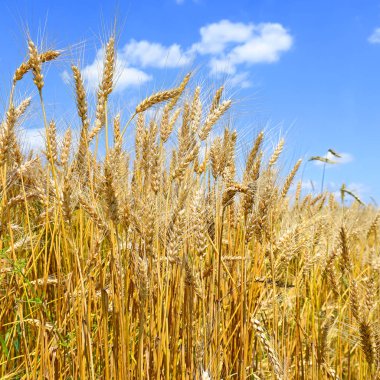 Kırsal manzara alanında tahıl