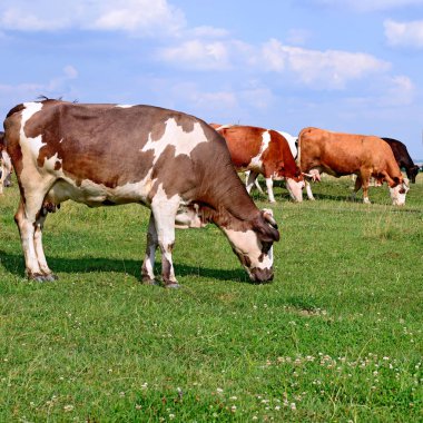 Yaz otlağında inekler