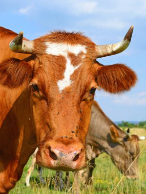 Güneşli bir günde, yaz otlağında inekler
