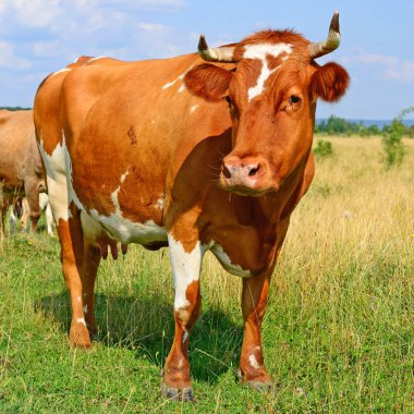 cute red and white cow on green meadow