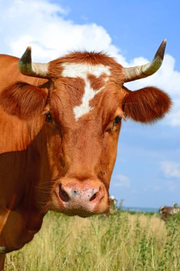 Çayırdaki şirin kırmızı ve beyaz ineğe yaklaş.