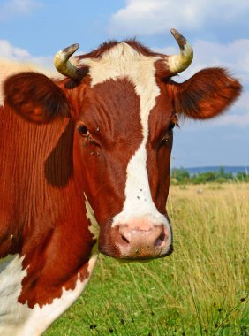 Çayırdaki şirin kırmızı ve beyaz ineğe yaklaş.