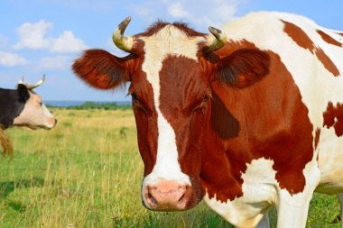 Güneşli bir günde, yaz otlağında inekler