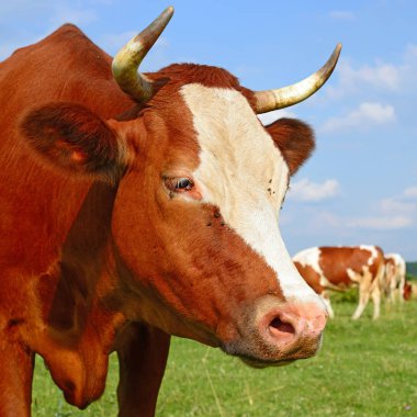 cows on a summer pasture in a sunny day