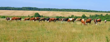 Güneşli bir günde, yaz otlağında inekler