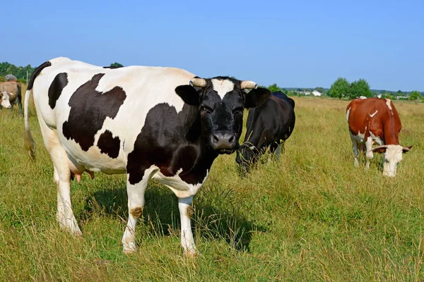 Tehenek Nyári Legelőn — Stock Fotó