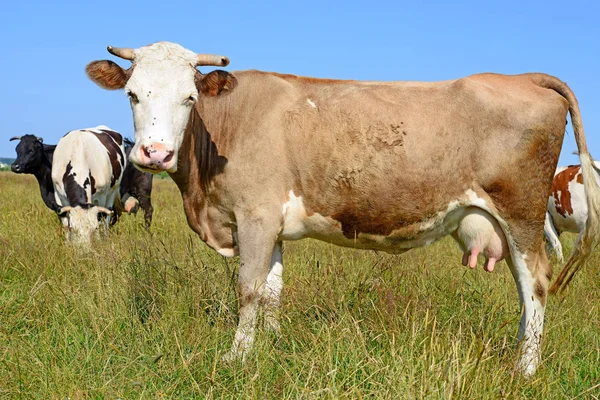 Cows Summer Pasture — Stock Photo, Image