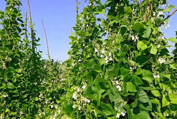 年轻茎梗的四季豆在木桩上 — 图库照片