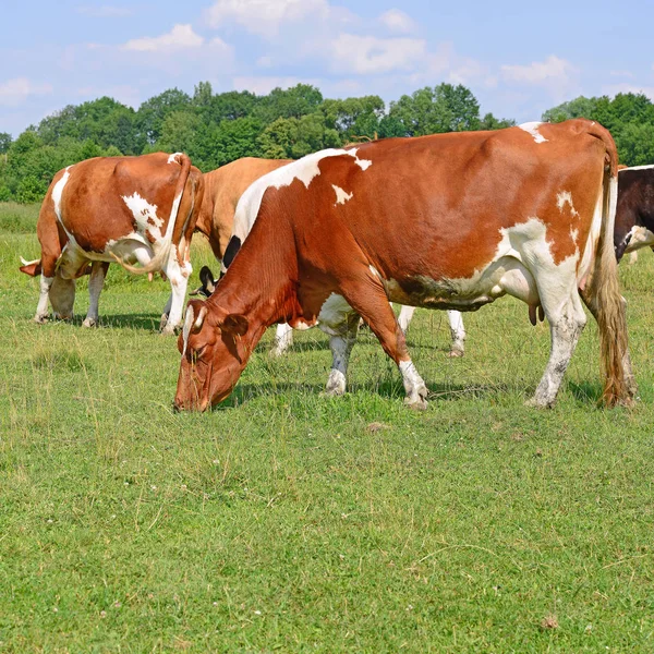 Cows Summer Pasture Sunny Day — Foto Stock