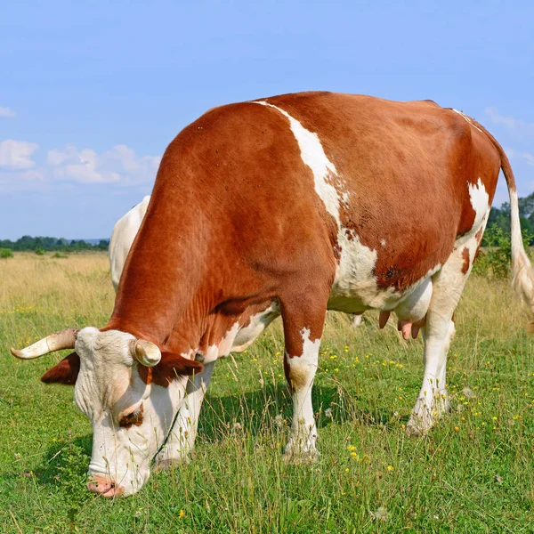 Cows Summer Pasture Sunny Day — Fotografia de Stock