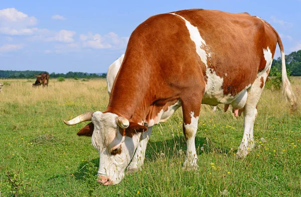 Cows Summer Pasture Sunny Day — 图库照片