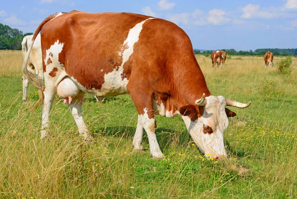 Cows Summer Pasture Sunny Day — Stockfoto