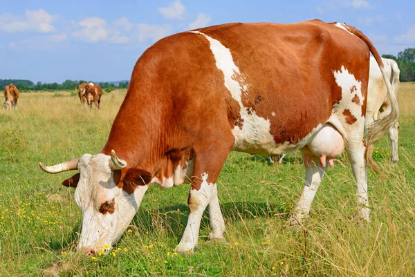 Cows Summer Pasture Sunny Day — ストック写真