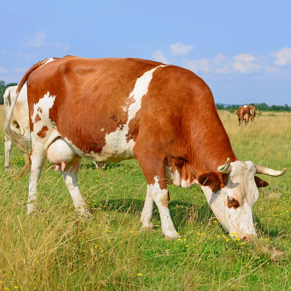Cows Summer Pasture Sunny Day — ストック写真
