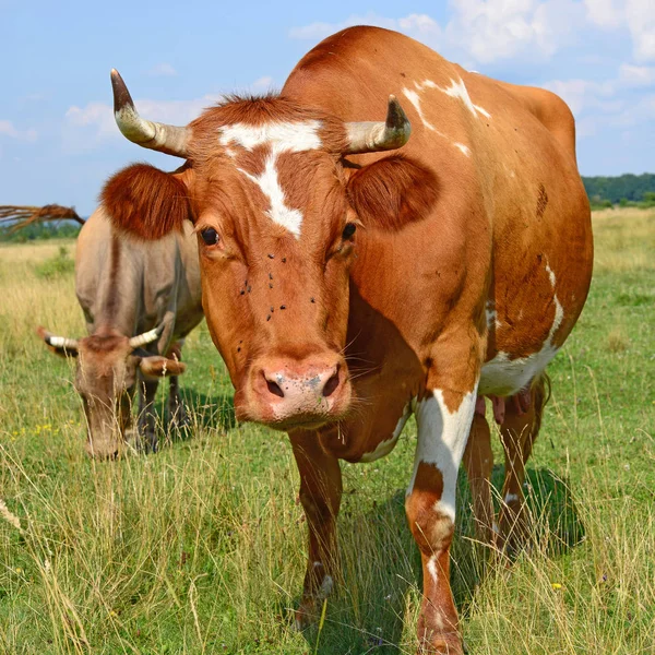 Cows Summer Pasture — Stock Photo, Image